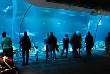 visitar Shedd Aquariumr